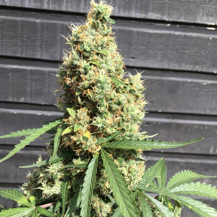 Dope Breeders - SEED STOCKERS AK420 Image