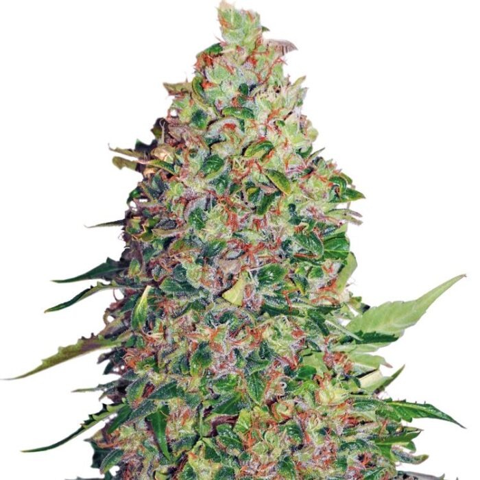 Dope Breeders - SEED STOCKERS BCN Critical XXL Image