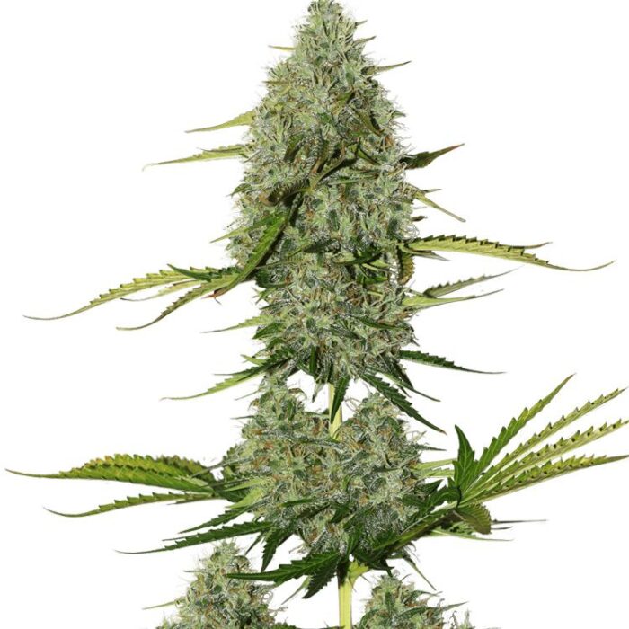 Dope Breeders - SEED STOCKERS BCN Critical XXL Auto Image