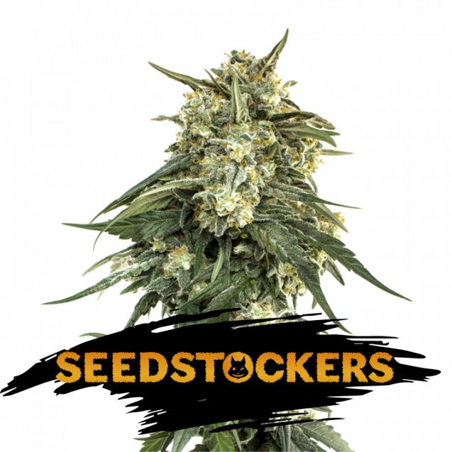 Dope Breeders - SEED STOCKERS BCN Critical XXL Fast Image