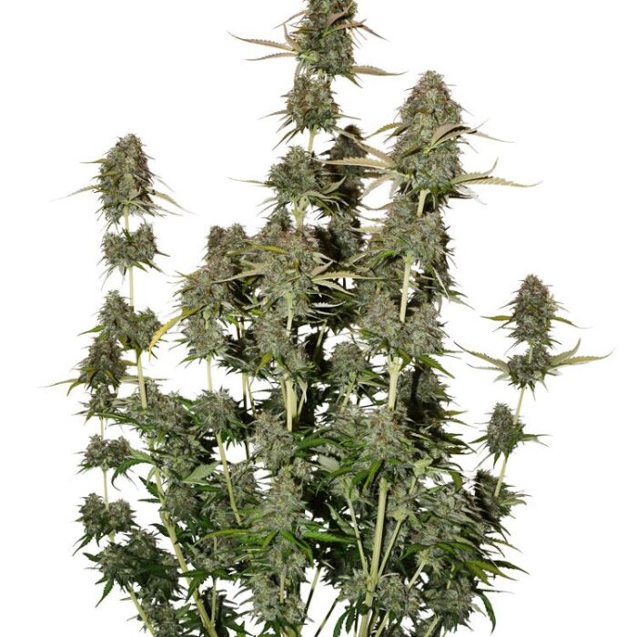 Dope Breeders - SEED STOCKERS BCN Power Plant Auto Image