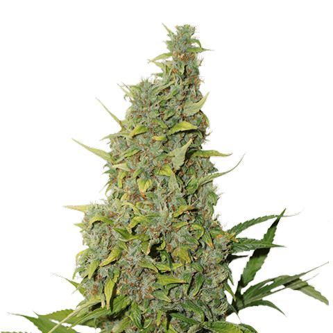 Dope Breeders - SEED STOCKERS BCN Power Plant Image