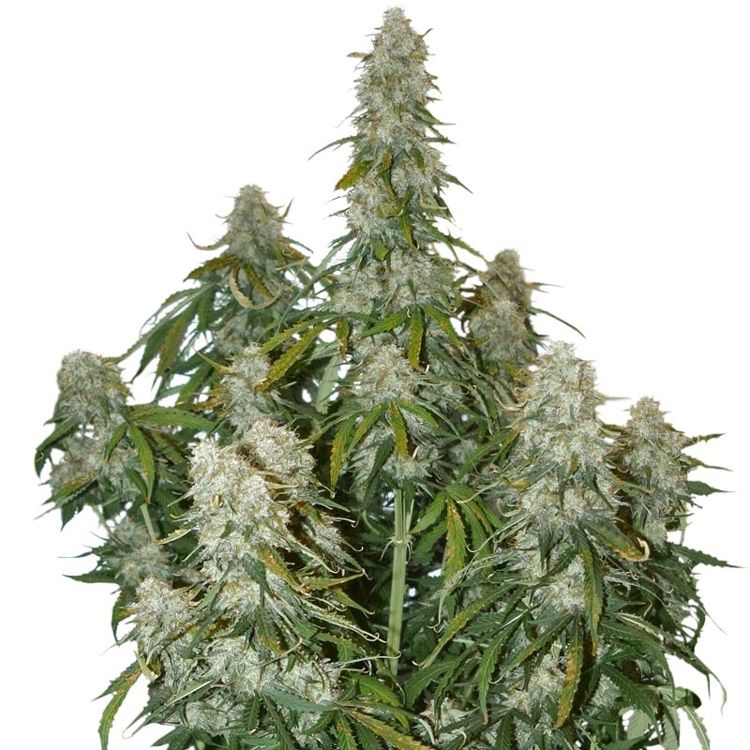 Dope Breeders - SEED STOCKERS Big Bud Auto Image