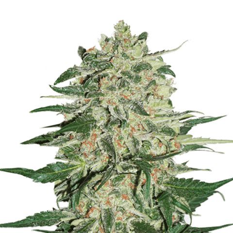 Dope Breeders - SEED STOCKERS Big Bud Image