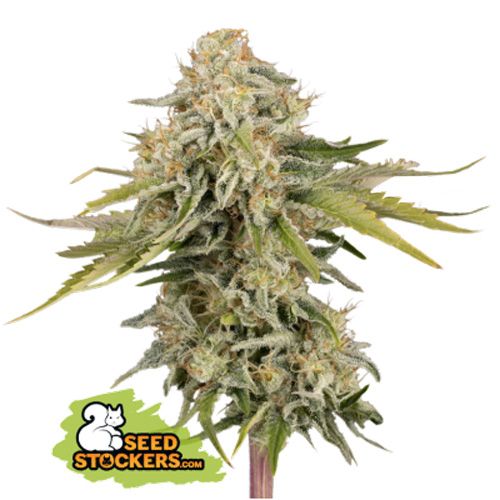 Dope Breeders - SEED STOCKERS Black Rainbow Auto Image