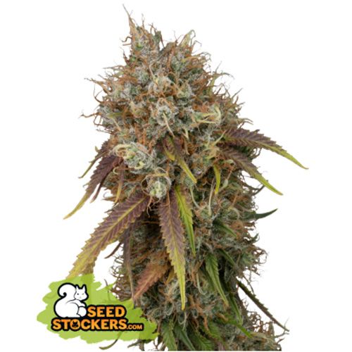 Dope Breeders - SEED STOCKERS Black Rainbow Image