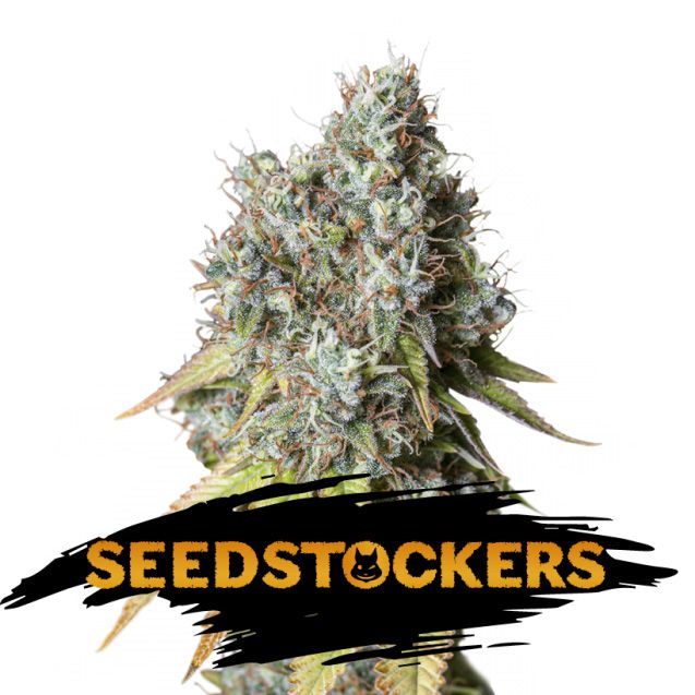 Dope Breeders - SEED STOCKERS Bruce Banner Auto Image