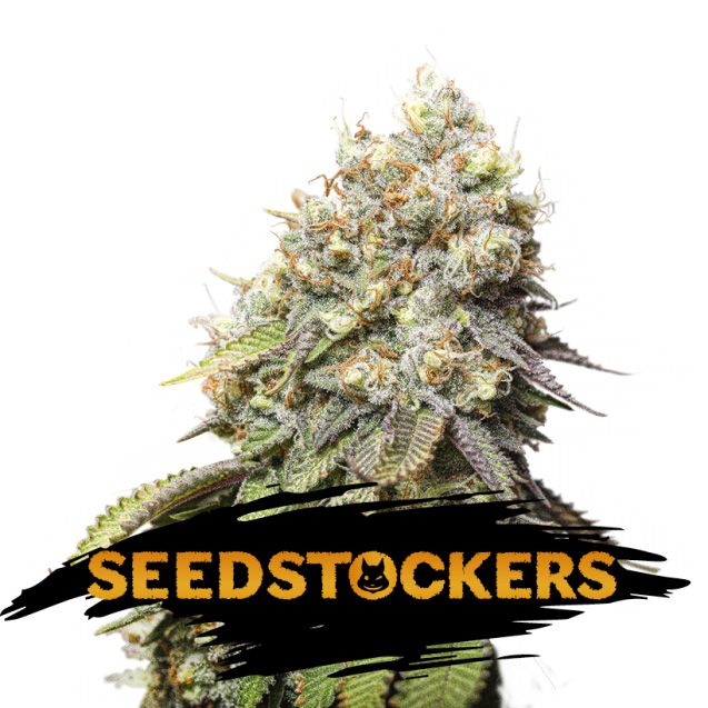 Dope Breeders - SEED STOCKERS Bruce Banner Image