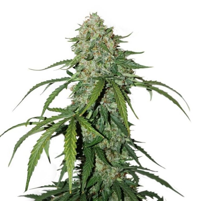 Dope Breeders - SEED STOCKERS CBD 1:1 Silver Lime Haze Auto Image