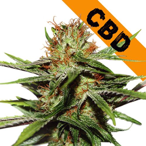 Dope Breeders - SEED STOCKERS CBD Crticial XXL Image