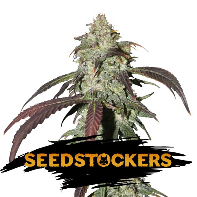 Dope Breeders - SEED STOCKERS CBD Northern Lights Image