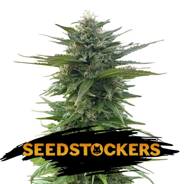 Dope Breeders - SEED STOCKERS CBG Zerodue Image