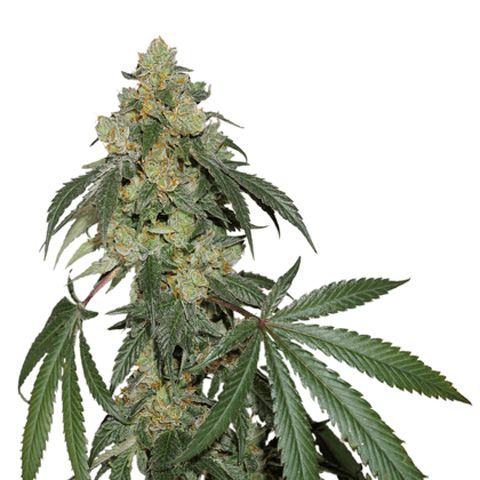 Dope Breeders - SEED STOCKERS Cookies Fast Image