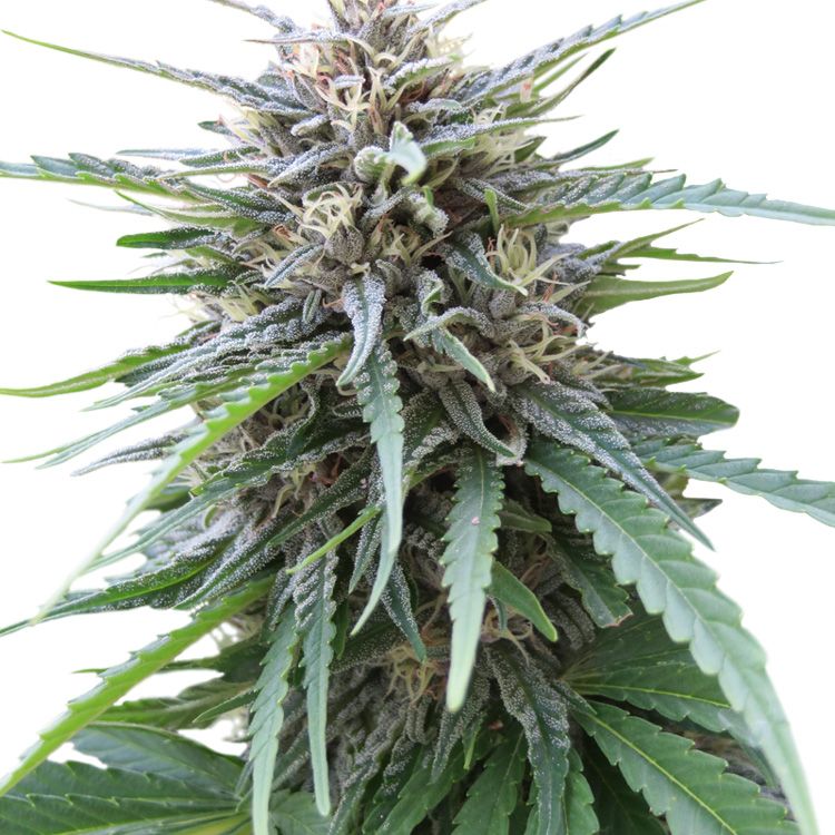 Dope Breeders - SEED STOCKERS Frizzy Kush Image