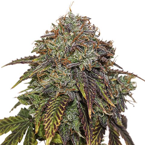 Dope Breeders - SEED STOCKERS Gelato #41 Auto Image