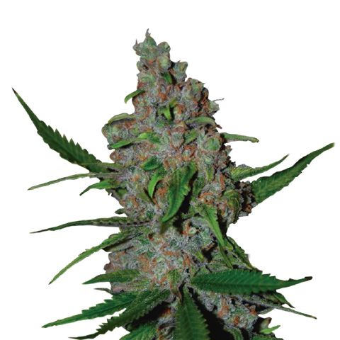 Dope Breeders - SEED STOCKERS Gelato 41 Fast Image