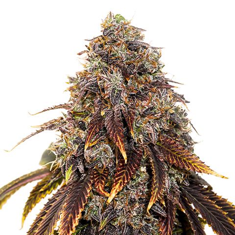 Dope Breeders - SEED STOCKERS Gelato 41 Image