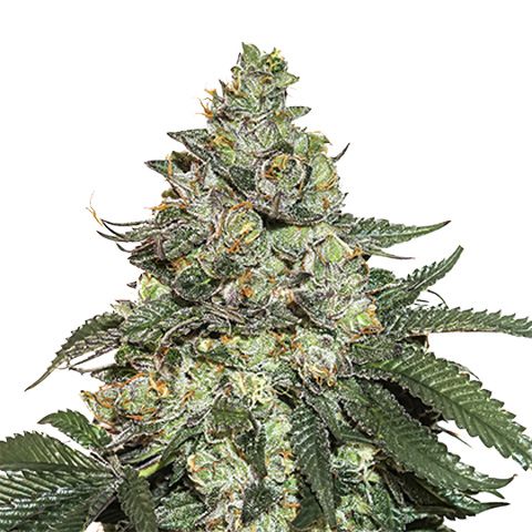 Dope Breeders - SEED STOCKERS Girl Scout Cookies Auto Image