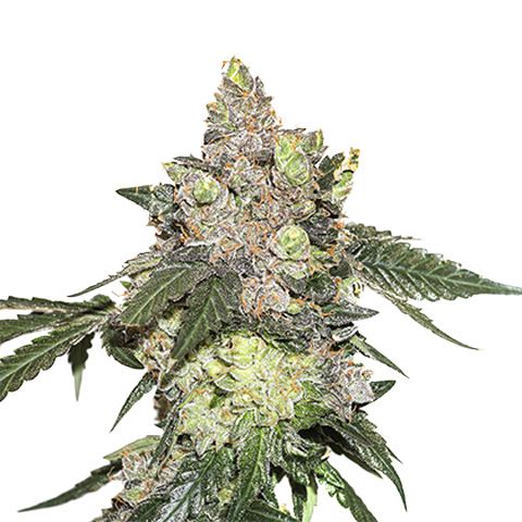 Dope Breeders - SEED STOCKERS Girl Scout Cookies Image