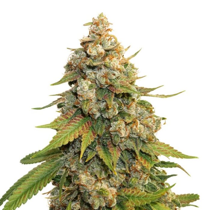 Dope Breeders - SEED STOCKERS Golden Lemon Haze Image