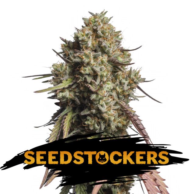 Dope Breeders - SEED STOCKERS Gorilla Cookies Auto Image