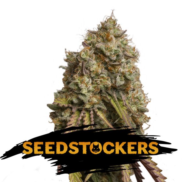 Dope Breeders - SEED STOCKERS Gorilla Cookies Image