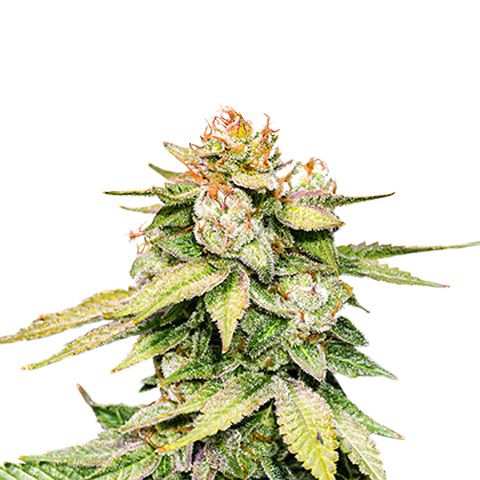 Dope Breeders - SEED STOCKERS Gorilla Glue Auto Image