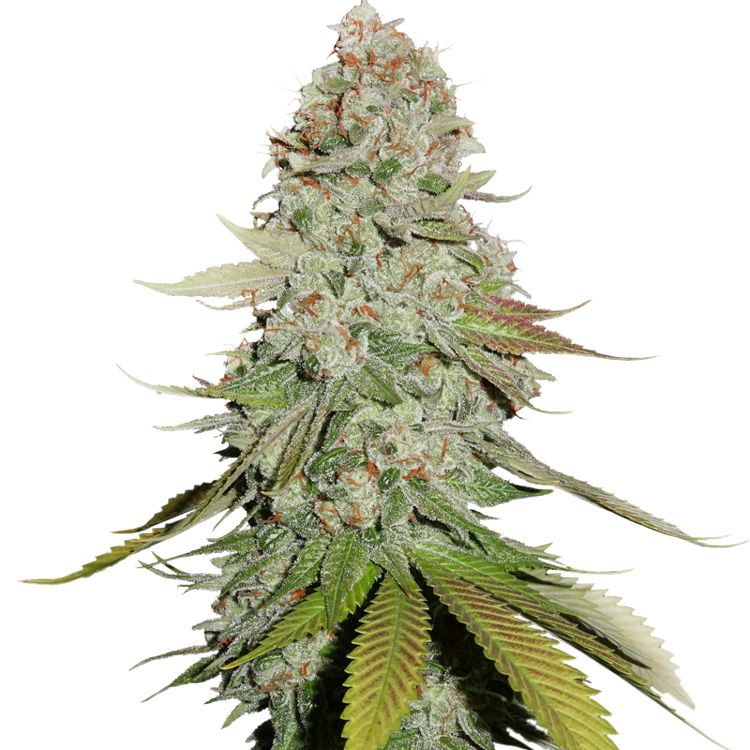 Dope Breeders - SEED STOCKERS Gorilla Glue Image