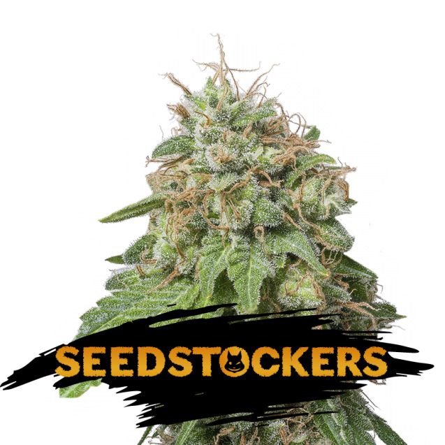 Dope Breeders - SEED STOCKERS Green Crack Auto Image