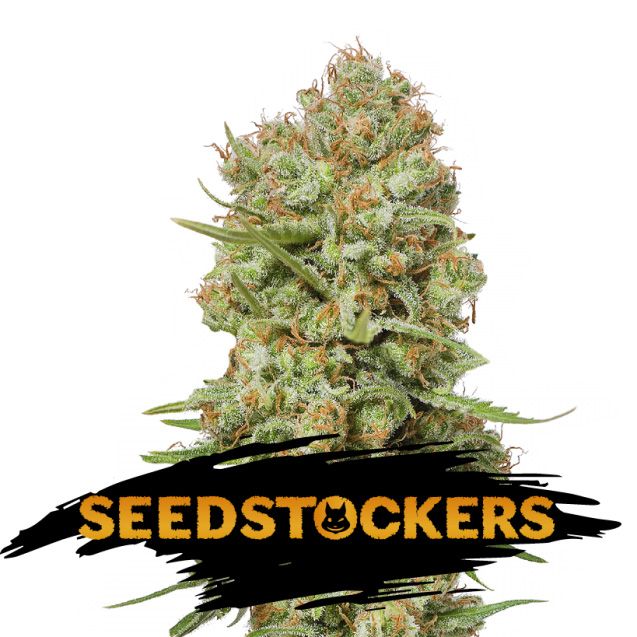 Dope Breeders - SEED STOCKERS Green Crack Image