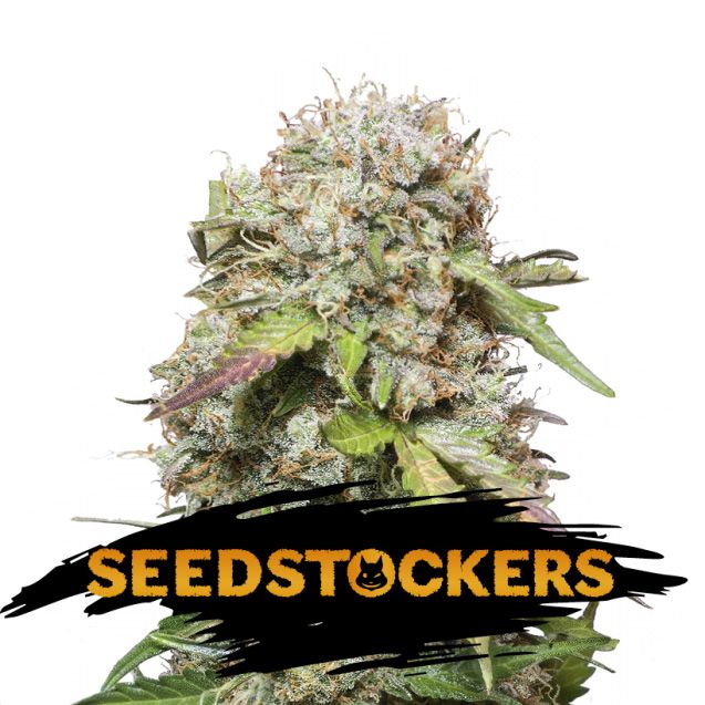 Dope Breeders - SEED STOCKERS Jack Herer Auto Image