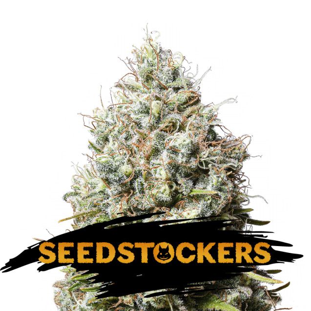 Dope Breeders - SEED STOCKERS Jack Herer Image