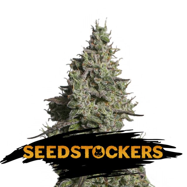 Dope Breeders - SEED STOCKERS Moby Dick Auto Image