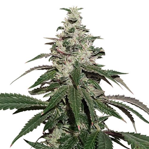 Dope Breeders - SEED STOCKERS Nicole Cream Auto Image