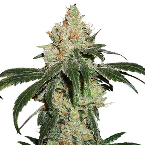 Dope Breeders - SEED STOCKERS Nicole Cream Image