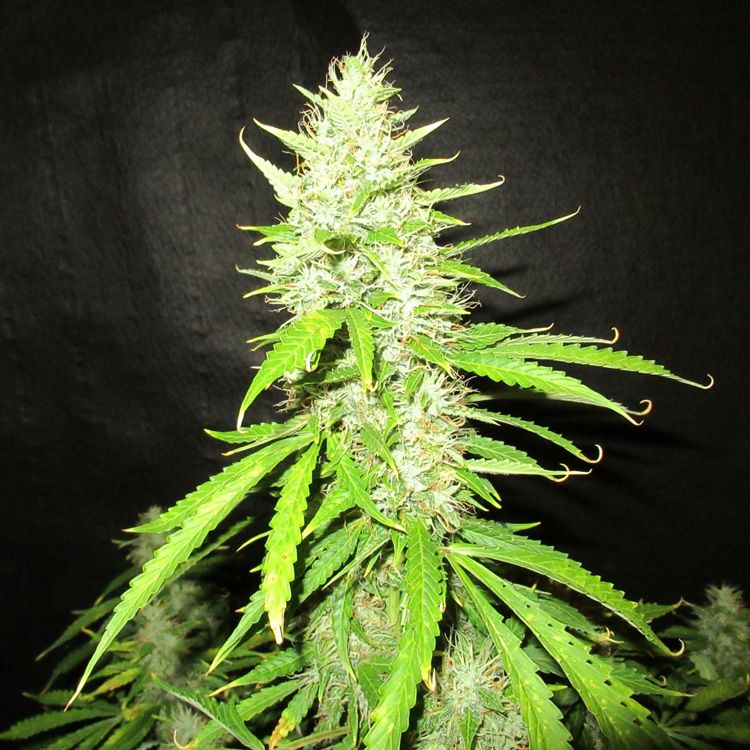 Dope Breeders - SEED STOCKERS Northern Lights Auto Image