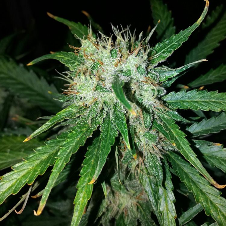 Dope Breeders - SEED STOCKERS O.G.Kush Auto Image