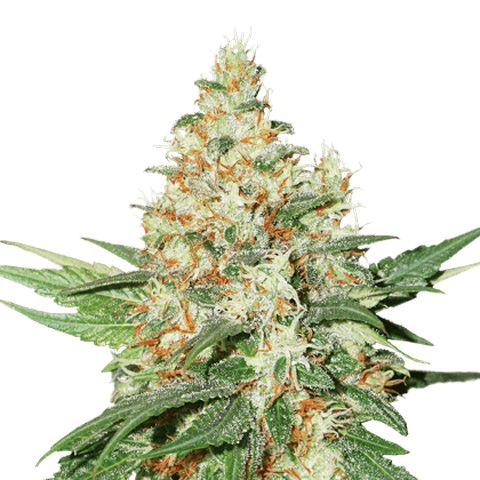 Dope Breeders - SEED STOCKERS O.G.Kush Image