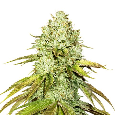 Dope Breeders - SEED STOCKERS Pineapple Image