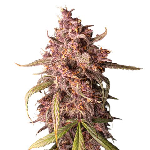 Dope Breeders - SEED STOCKERS Purple Punch Auto Image