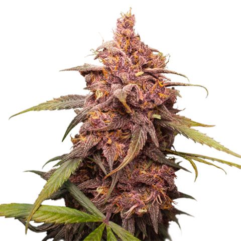 Dope Breeders - SEED STOCKERS Purple Punch Image