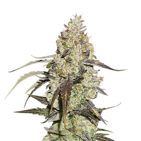 Dope Breeders - SEED STOCKERS Runtz Image