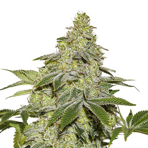 Dope Breeders - SEED STOCKERS Sherbet Auto Image