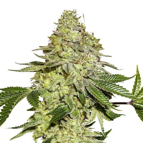 Dope Breeders - SEED STOCKERS Sherbet Image