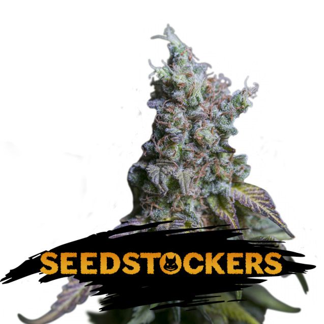 Dope Breeders - SEED STOCKERS Sour Diesel Auto Image