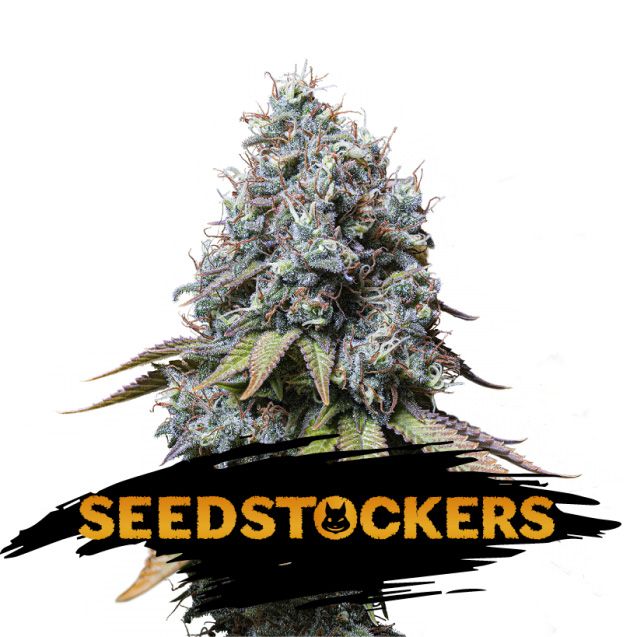 Dope Breeders - SEED STOCKERS Sour Diesel Image