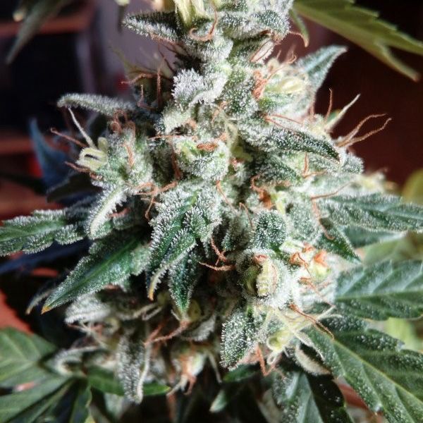 Dope Breeders - SEED STOCKERS Super Skunk Auto Image