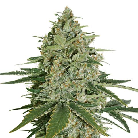 Dope Breeders - SEED STOCKERS Super Skunk Image