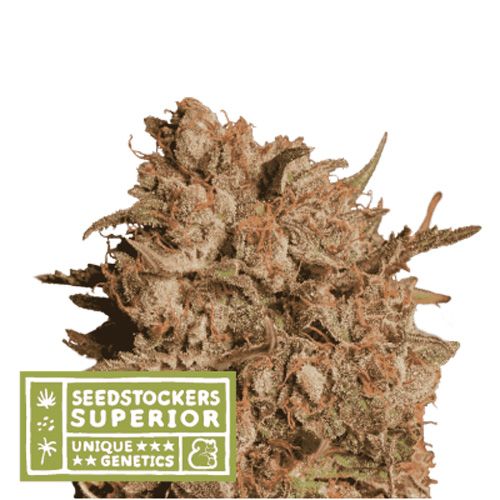 Dope Breeders - SEED STOCKERS Superior Apollo Black Cherry Auto Image