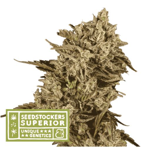 Dope Breeders - SEED STOCKERS Superior Apollo Black Cherry Image